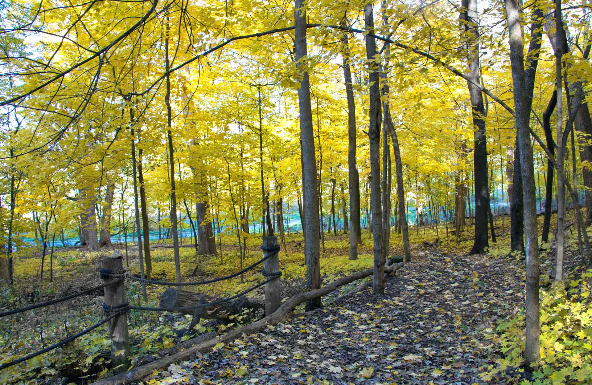 Bolingbrook Park District fall picture of wooded trail