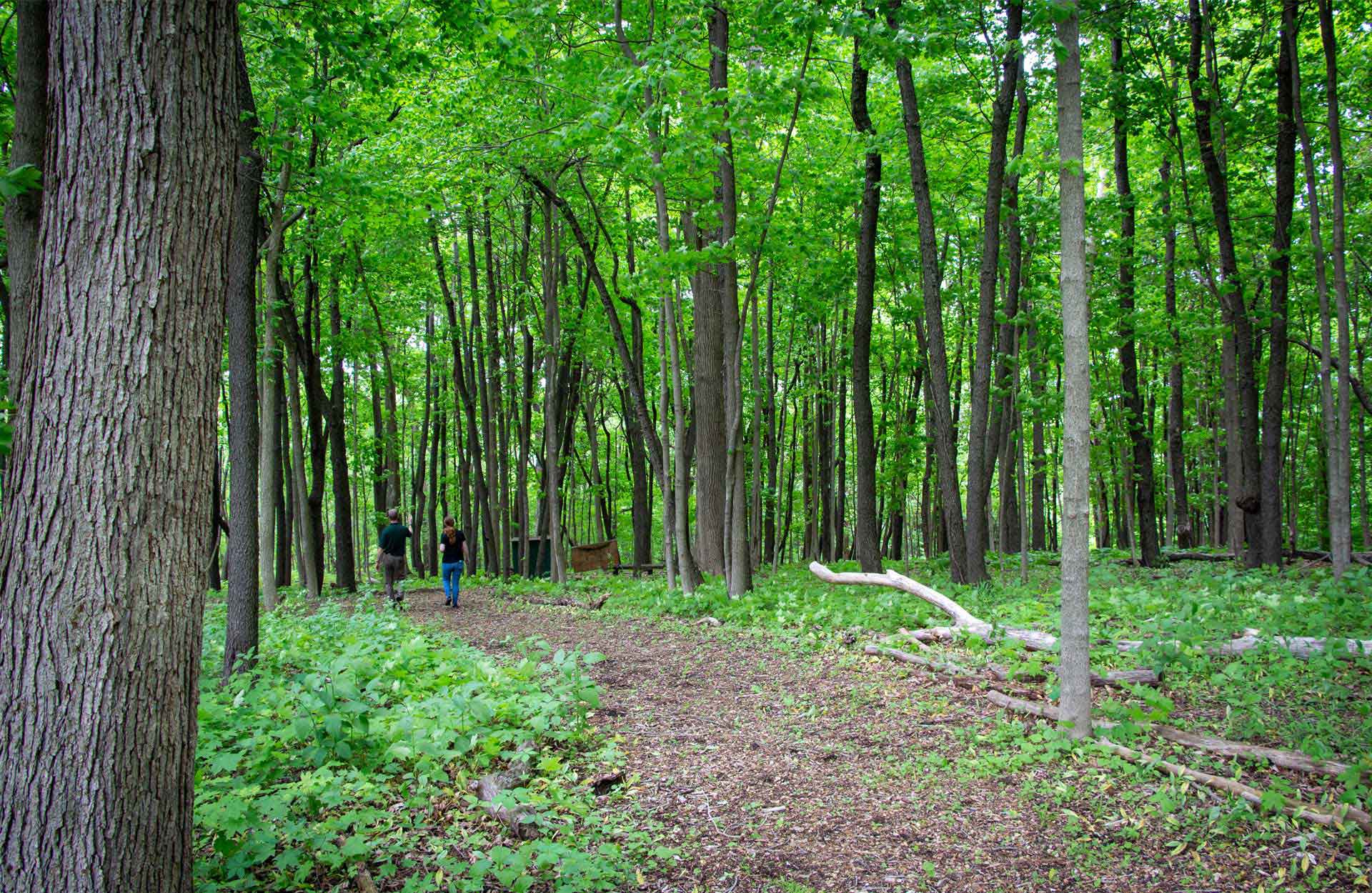 Bolingbrook Park District fall picture of wooded trail