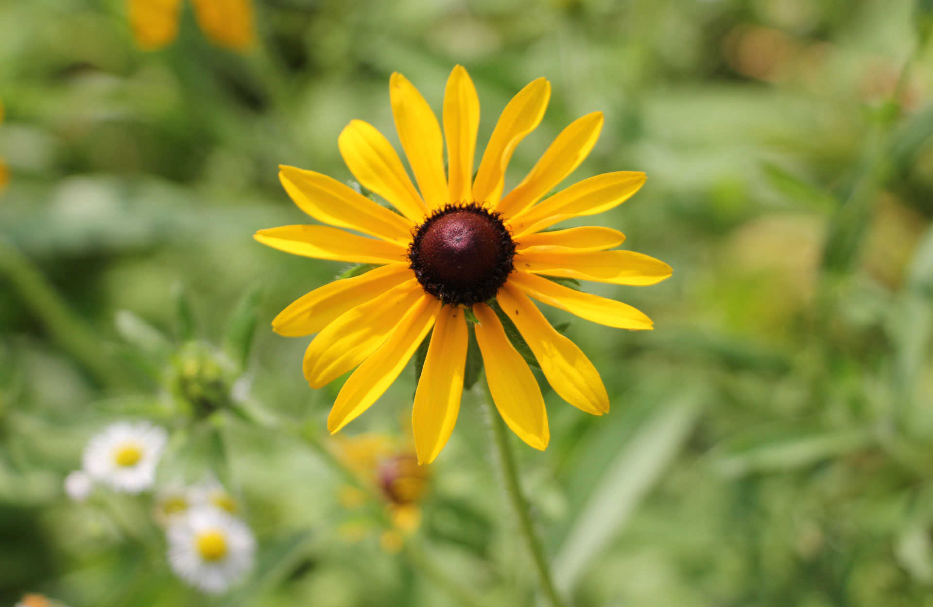 close-up of yellow daisy wildflowers